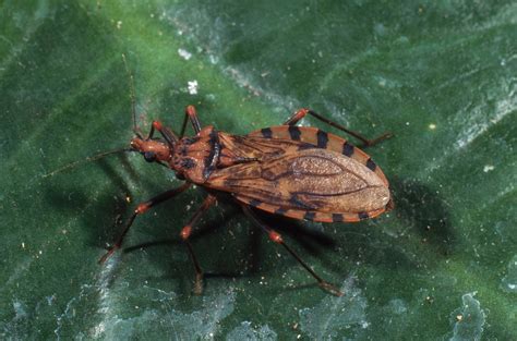 Dangerous Kissing Bug Spreads To More Than Half Of Us Time