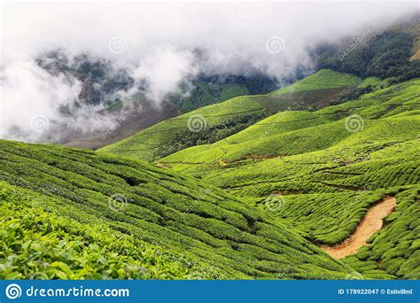 Kolukkumalai Tea Plantations In A Foggy Day In Munnar Kerala India