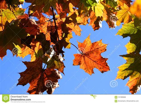 Fall Maple Leaves Stock Photo Image Of Ground Fall 101999666