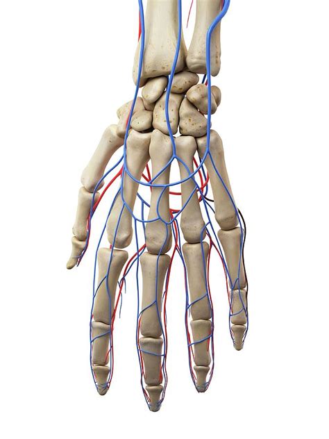 Hand Veins And Arteries Photograph By Sciepro Fine Art America