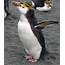 Royal Penguin  BirdForum Opus