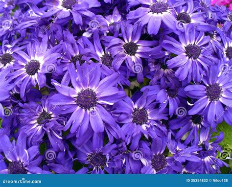 Purple Daisy Flowers Stock Photo Image Of Field Environment 35354832