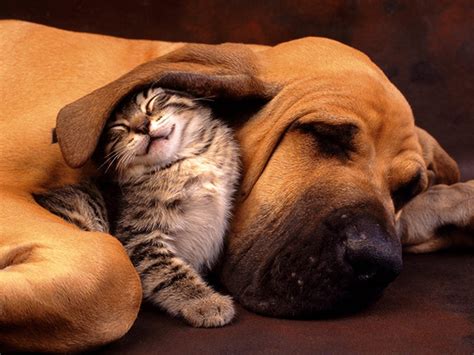 18 Photos Proving That Cats And Dogs Can Actually Be Best