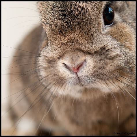 754 Best Sooooooooo Cute Bunnies Images On Pinterest Bunnies
