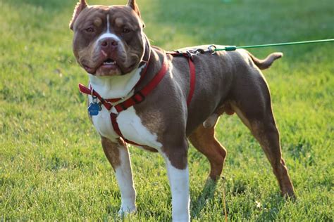 What is an american bully? This handsome boy is Michigan's first UKC American bully ...