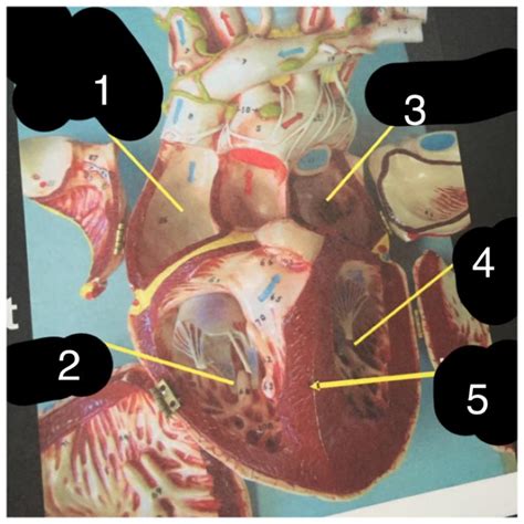 Print Anatomy Lab Practicum Flashcards Easy Notecards