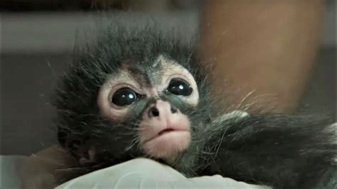 Newborn Spider Monkey