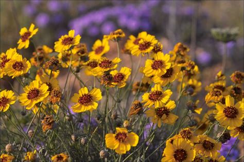 West Texas Wildflowerimg06344