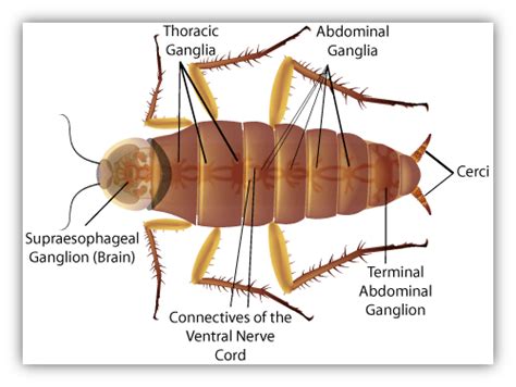 Biology Cockroach Askiitians