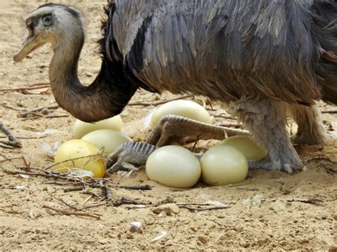 Rhea Eggs Similar But Different In The Animal Kingdom