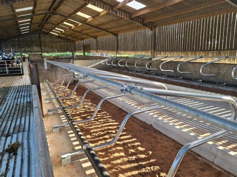 24 X Cosmos Cubicles On Sand Beds With Stainless Water Trough David R