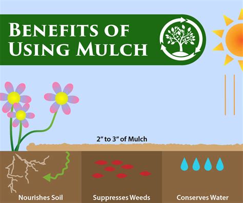 Everything You Need To Know About Mulch