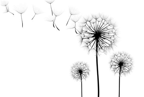Silhouette Of Dandelions Seeds Black And White Fototapeter And Tapeter