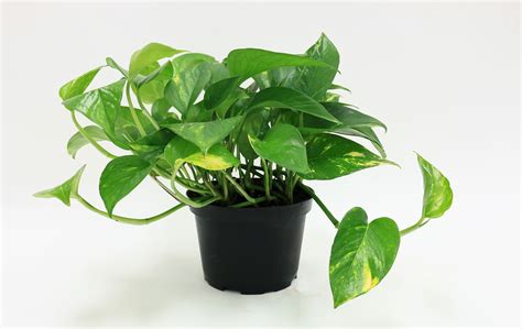 Delray Plants Pothos Epipremnum Aureum Easy To Grow Live House Plant