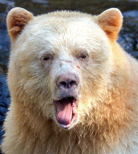Portrait Of A Spirit Bear In British Columbia White Bear Brown Bear