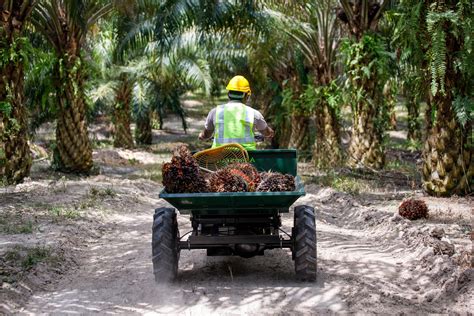 Palm Oil Production Seen Surging In Malaysia As Workers Return Bloomberg