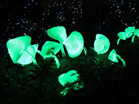 Why Glowing Mushrooms Light Up A Forest Nature World News