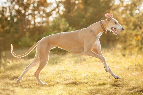 Chien Greyhound Ou Lévrier Anglais