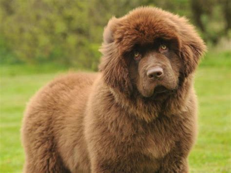 What Is The Absolute Perfect Dog Breed For You Big Fluffy Dogs