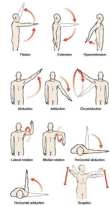 Other common variations include subacromial impingement or rotator cuff impingement, but it seems as if any pain originated. diagrams and terms of motion that can occur at the ...