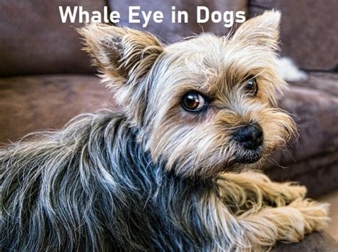 Whale Eye In Dogs Why Dogs Show The White Of Their Eyes Pethelpful