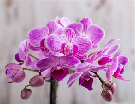 10 Easy To Grow Orchid Types For Your Indoor Garden