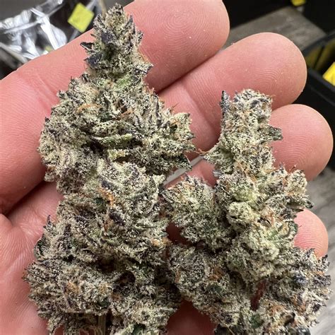 Black Truffle Strain THCA Flower | Bulk THCA Flower Pounds