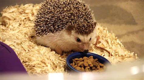 Stink bugs, also called shield bugs, get their name from their habit of releasing a foul odor when they feel threatened or are squished. What to Feed Your Pet Hedgehog: Food and Treat Recommendations