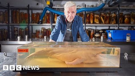 Museum To Display Humpback Foetuses Bbc News