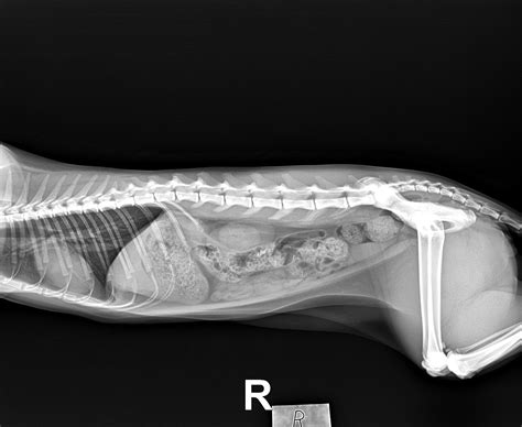Engineer cats that change colour in response to radiation. Calling all vets and those who can read an x-ray!? Cat ate ...
