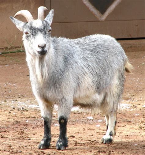 African Pygmy Goat Information With Picture Fermer House