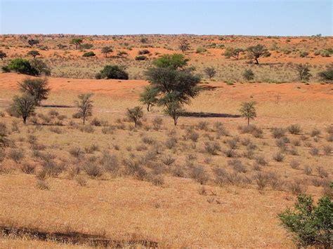Kalahari Acacia Woodlands One Earth