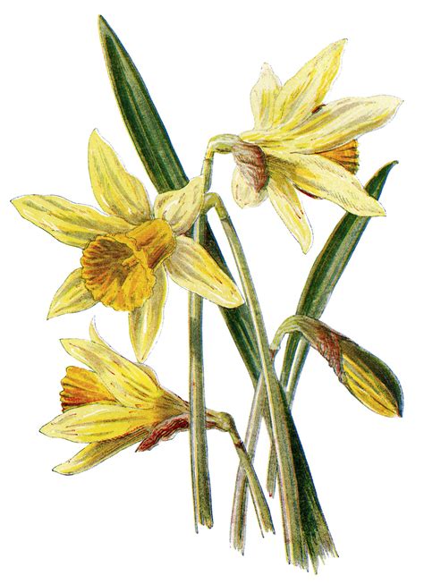 Daffodil ~ Free Vintage Illustration Daffodils Flower Illustration