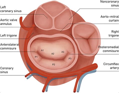 Atrial View Of Mitral Valve Components Of Mitral Valve Apparatus And Download Scientific