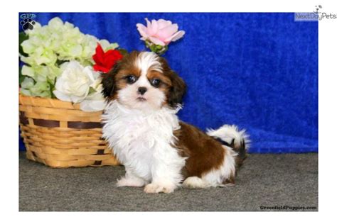 Try searching affordable vet clinics near me or ask your vet about treatment options and costs, as our policy: Shih Tzu puppy for sale near Lancaster, Pennsylvania ...