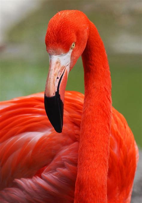 10 Delightful Color Photographs With Technical Details Flamingo