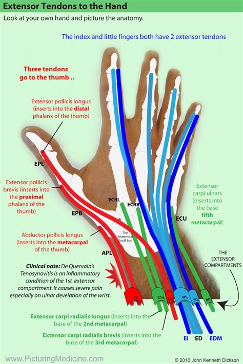 Tendon Diagram Of Wrist Human Anatomy For The Artist The Ventral