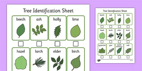 Gallery Of Printable Leaf Identification Chart And Cards Set Leaf