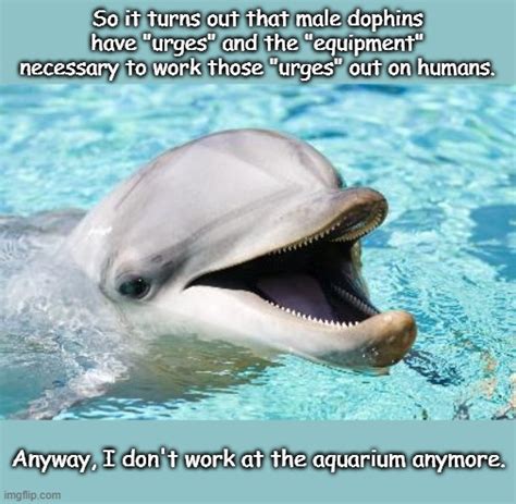 Dumb Joke Dolphin Imgflip