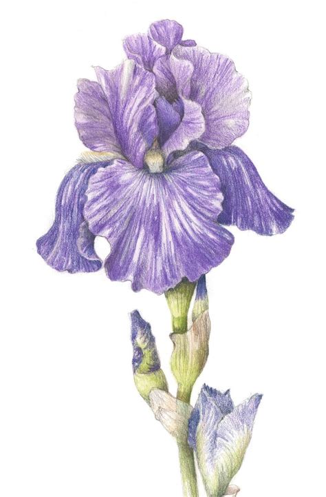 Pin By Irene Sowards On Quadretti Fiori Iris Drawing Botanical