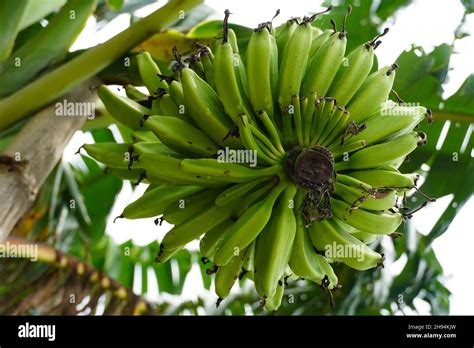 Organic Banana Tree Image Hd Stock Photo Alamy