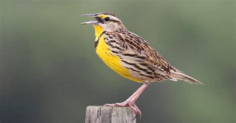 What Is The State Bird Of North Dakota And Why Birdfact