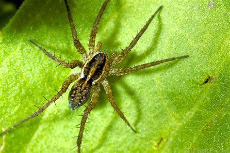 Huge Grass Spider Arachtober 26 I Had No Idea Common Spi Flickr