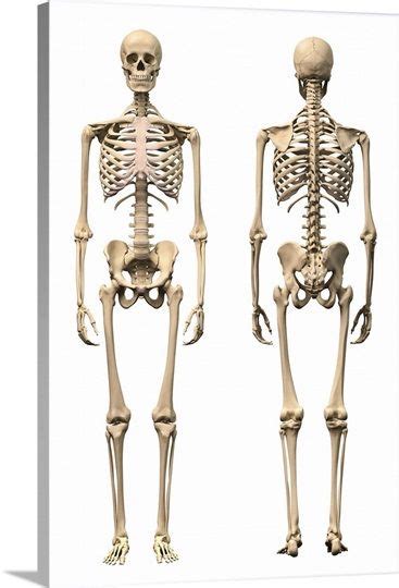 Male Skeleton Human Skeleton Anatomy Skeleton Drawings Human Anatomy