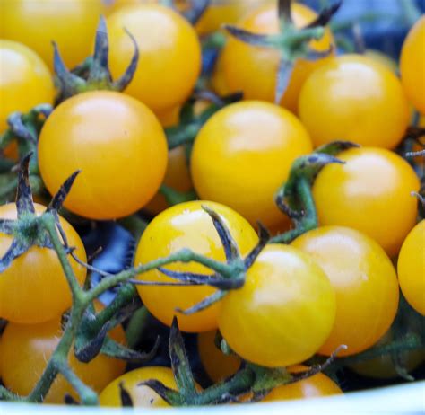 Igleheart Yellow Cherry Buy Organic Tomato Seed Seed Savers Exchange