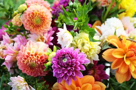 Beautiful Fresh Flowers ~ Flowers Wallpapers
