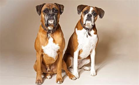 How old does a male dog have to be to breed? Dangerous Dogs In The World - Are You Scared? You Should ...