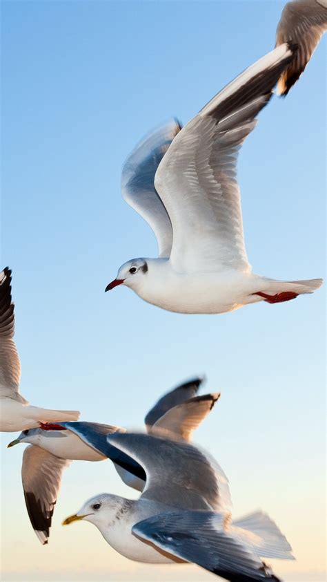 Wallpaper Gull Sky Seagulls Animals 11097