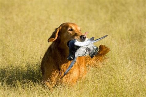 Are Golden Retrievers Good Hunting Dogs Everything You Need To Know