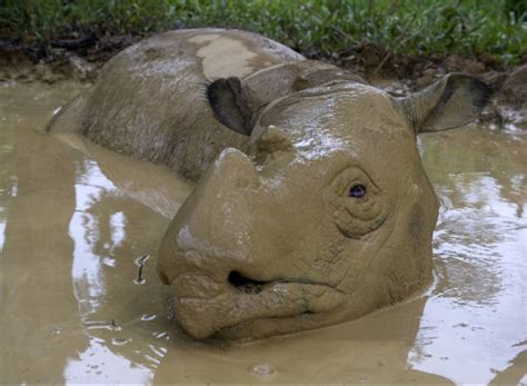 The Sumatran Rhino Is Now Extinct In Malaysia And Theres Only 100